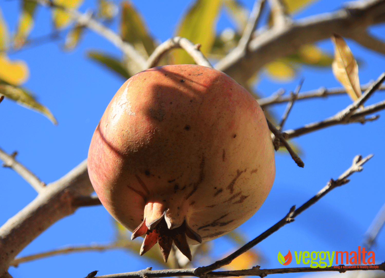 pomegranates-healthy-fruit-organic