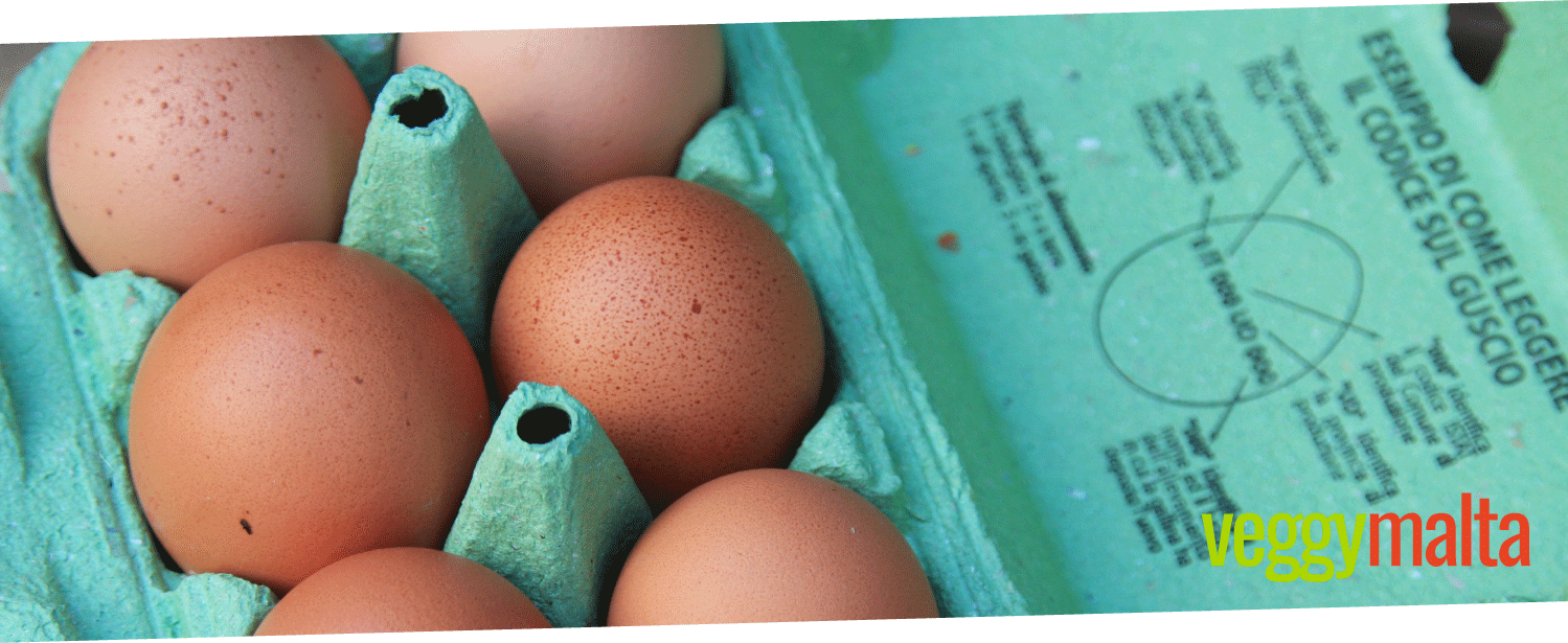 barbuto-organic-eggs-free-range-malta