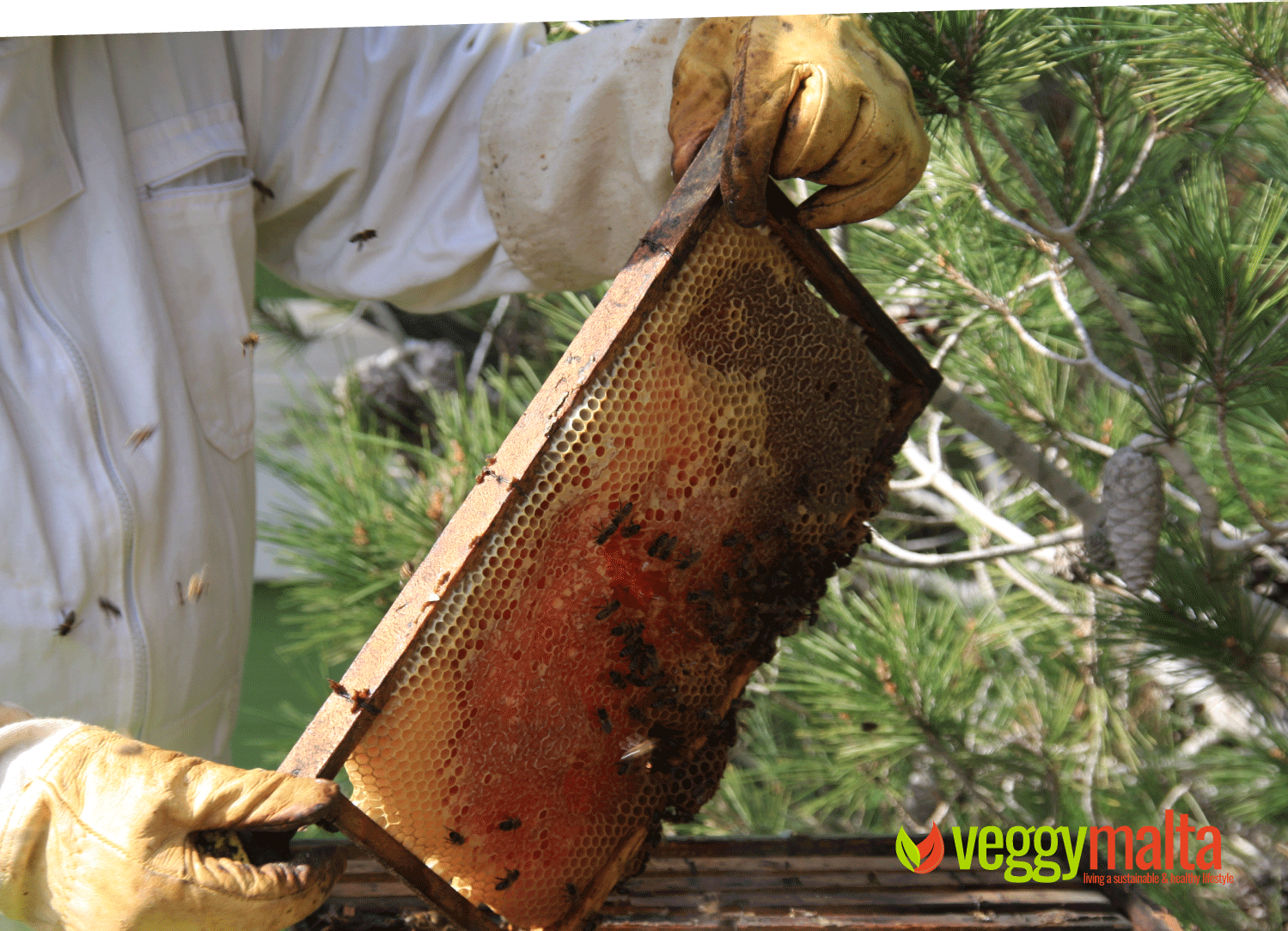 the-honey-pot-bees-apiary