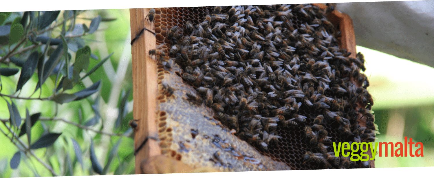 the-honey-pot-bees-malta-honey-natural