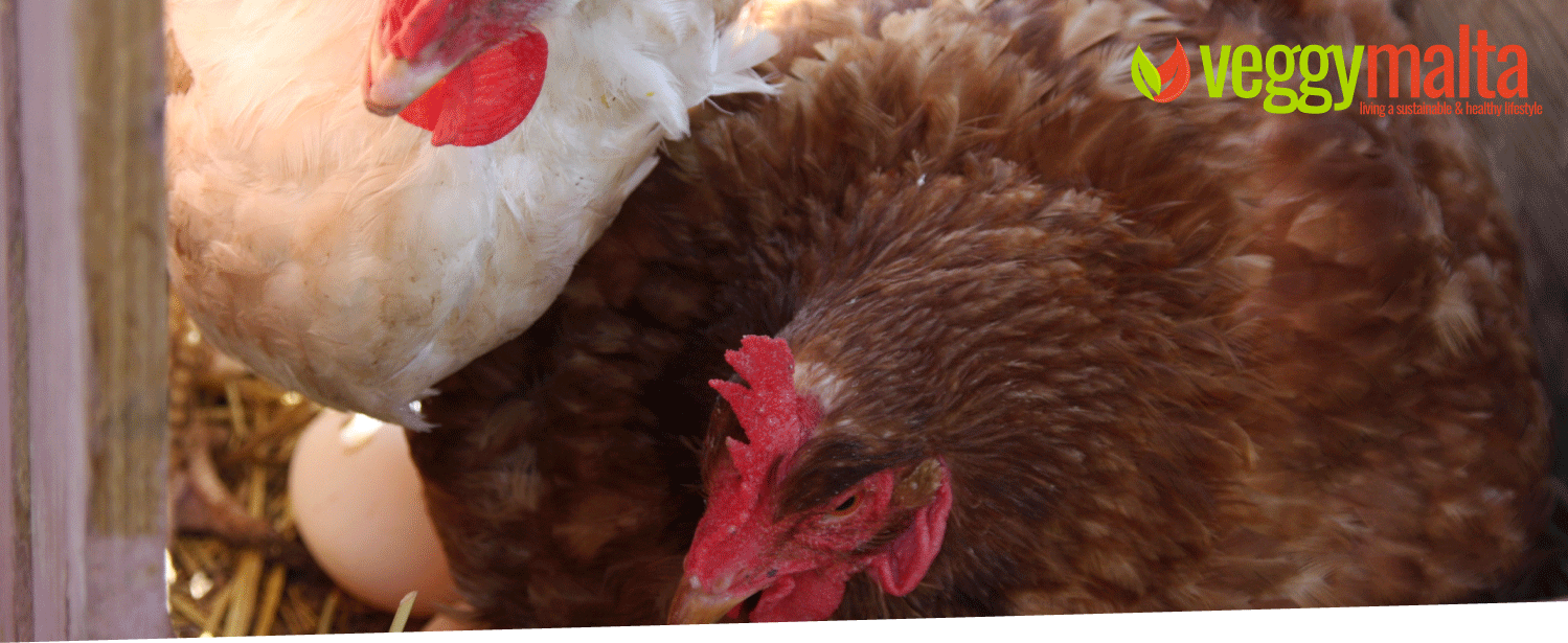 bidni-organic-farm-free-range-hens-eggs-chickens