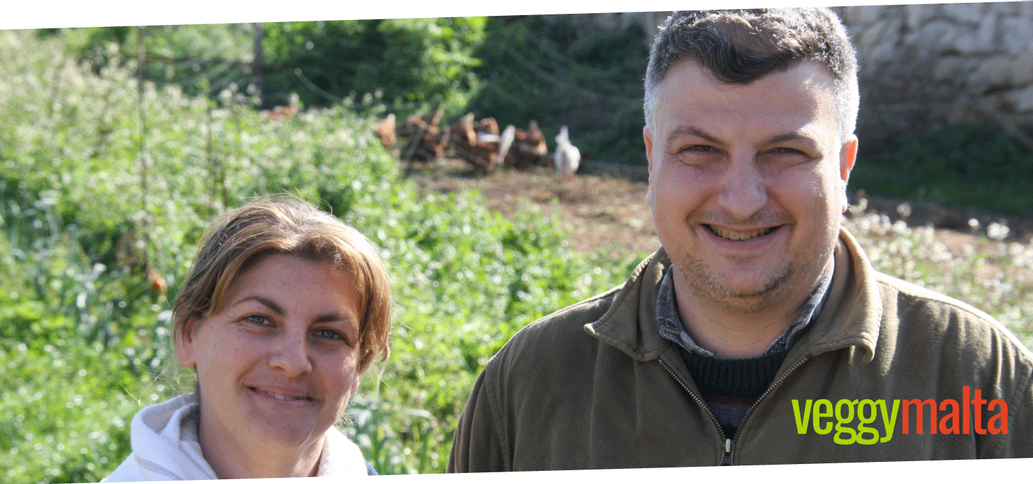 bidni-organic-farm-free-range-hens