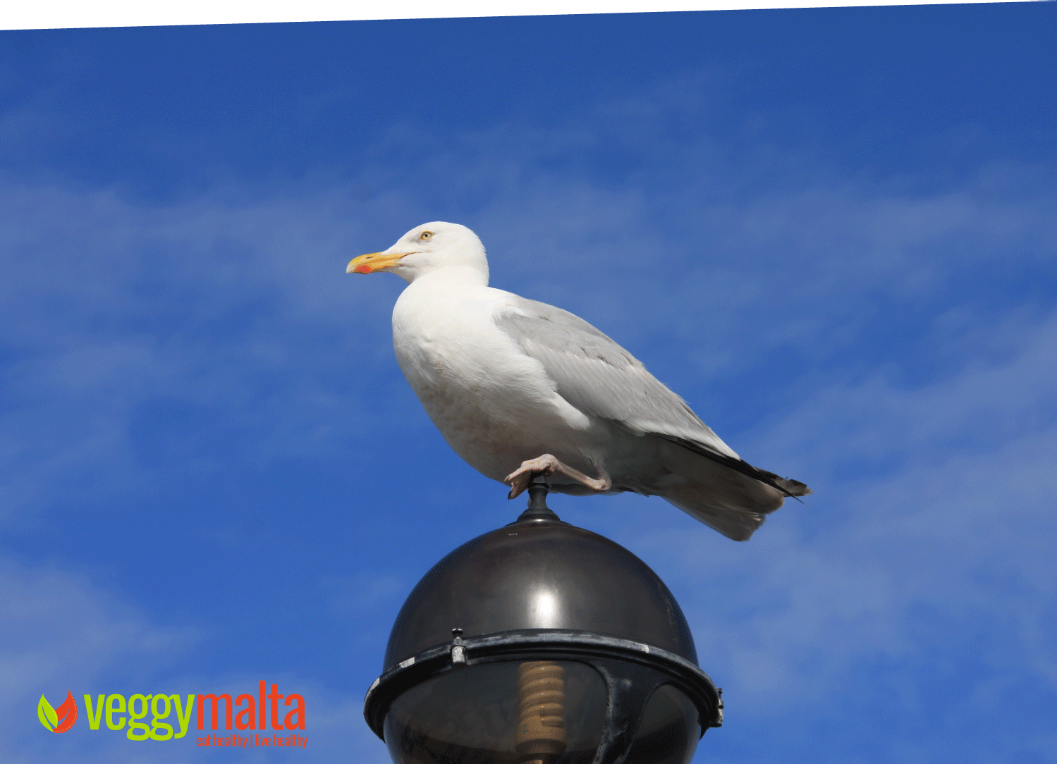 wales-seagull