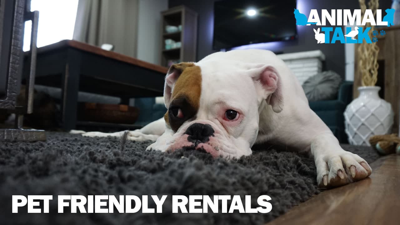 pet-friendly-rentals