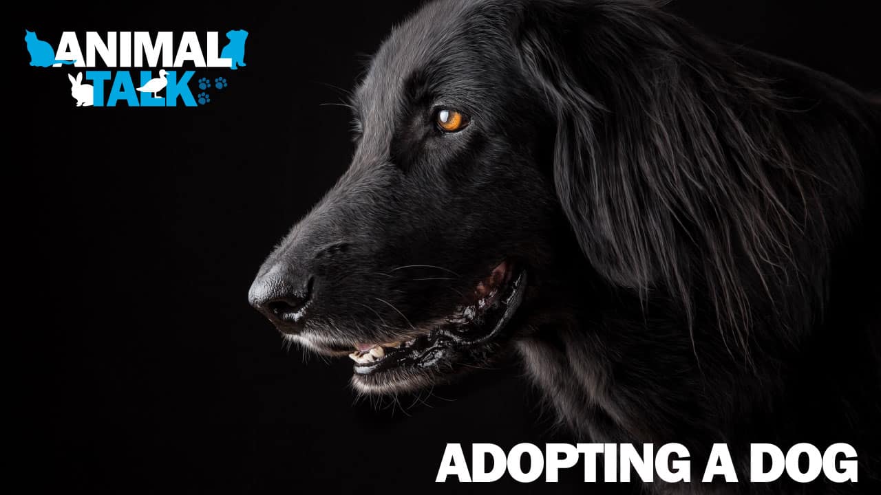 adopting a dog MSPCA