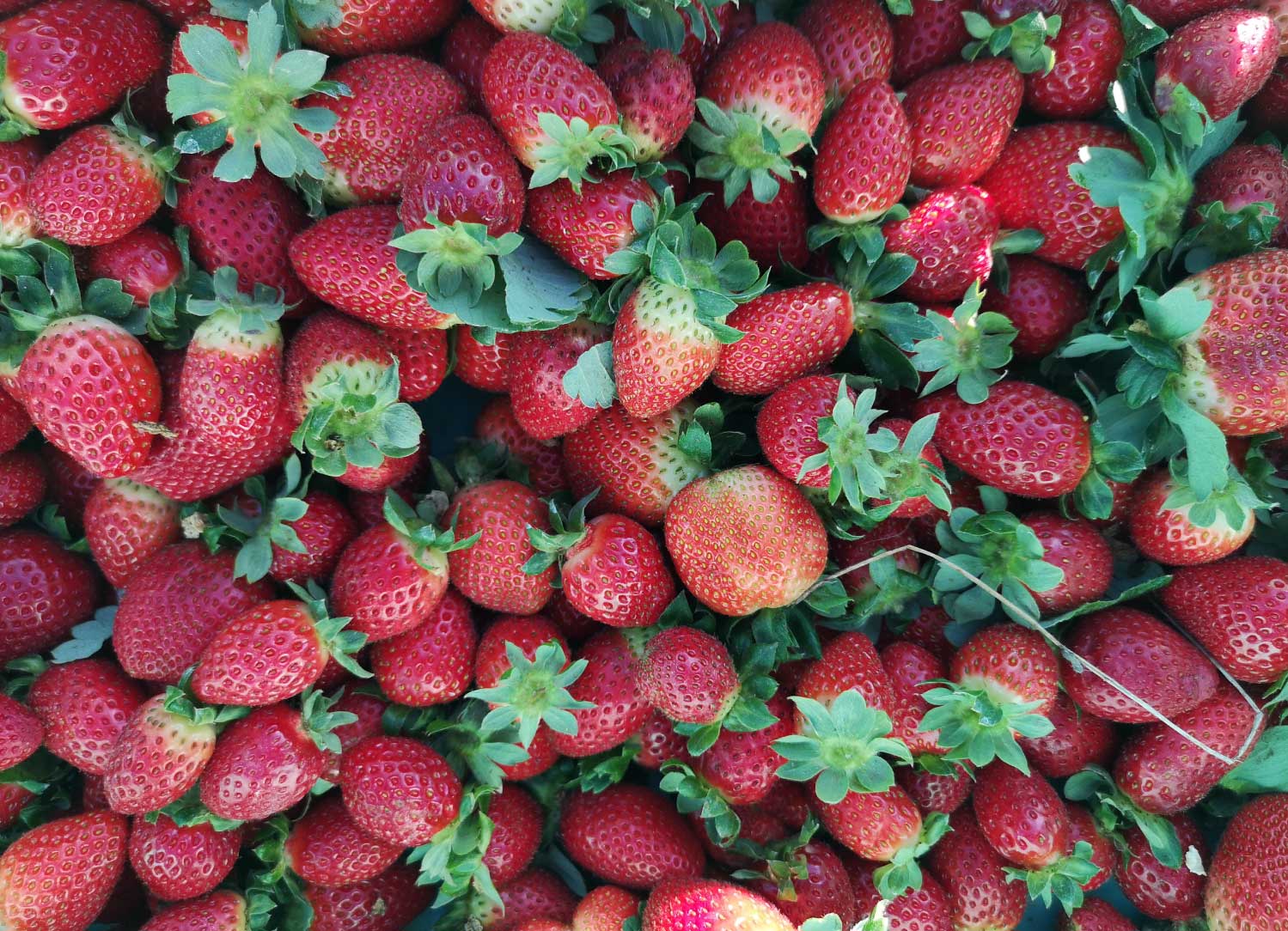 strawberries-fresh-malta-7-health-benefits-mgarr