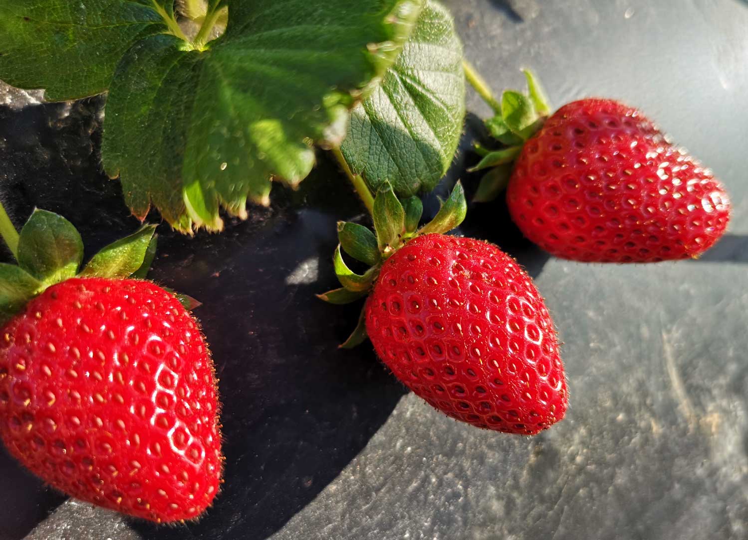 strawberries-fresh-malta-7-health-benefits-vitamin-c