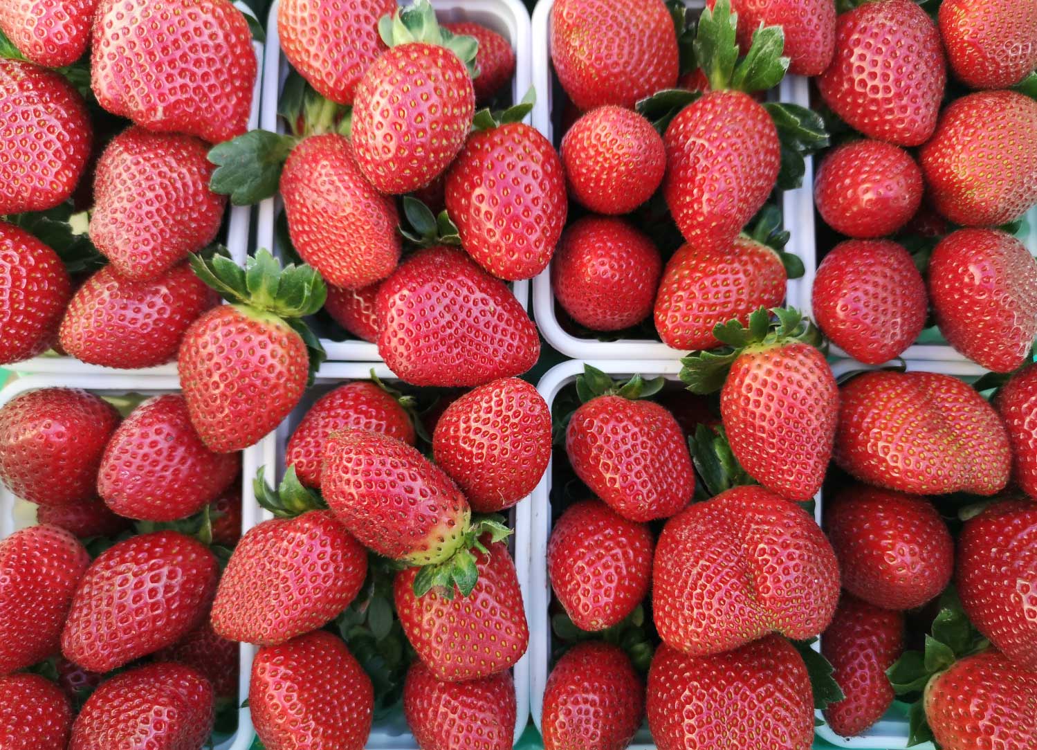 strawberries-fresh-malta-7-health-benefits