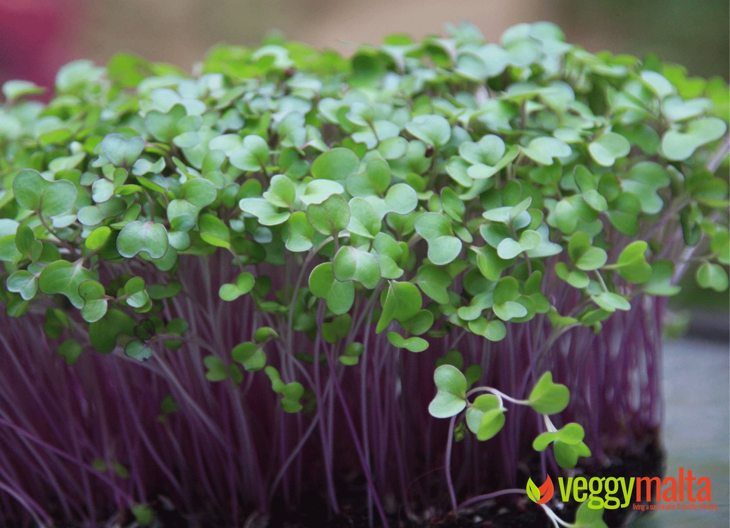 microgreens-green-thumb-farm-malta