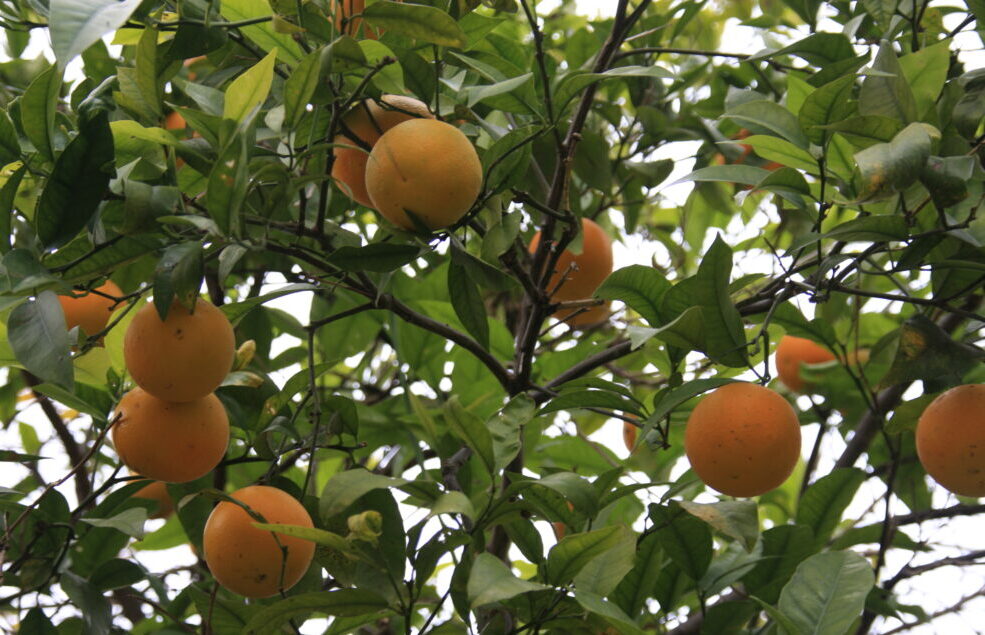 fresh oranges natural organic malta