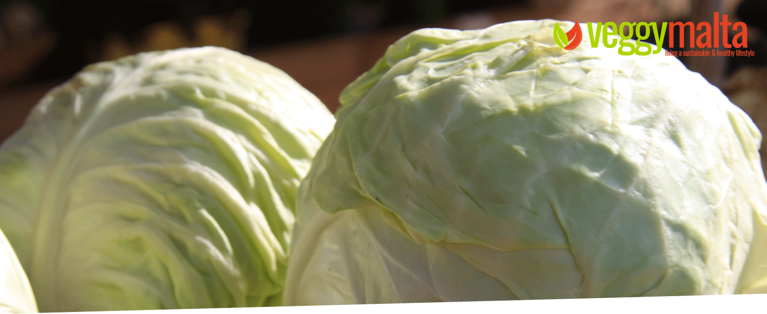 kabocca-cabbage-malta