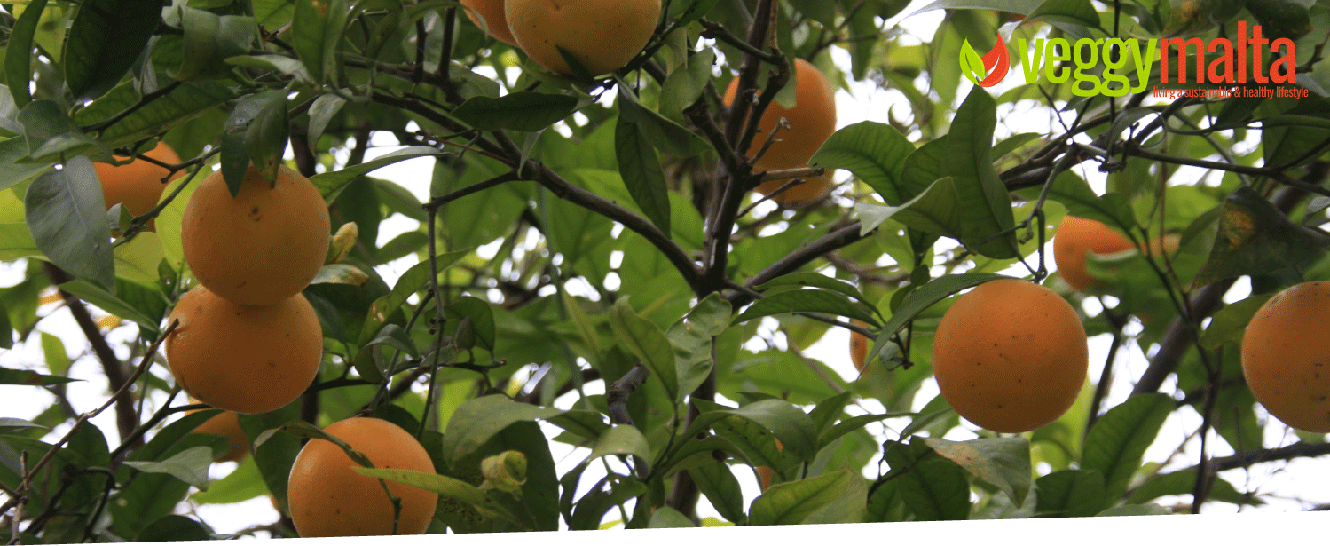 oranges-benefits-veggy-malta