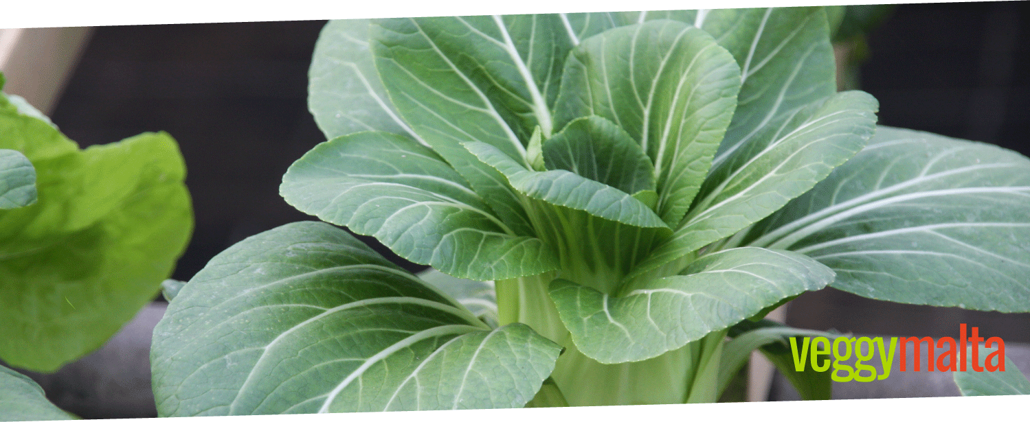 rennys-hydroponic-salad-plant