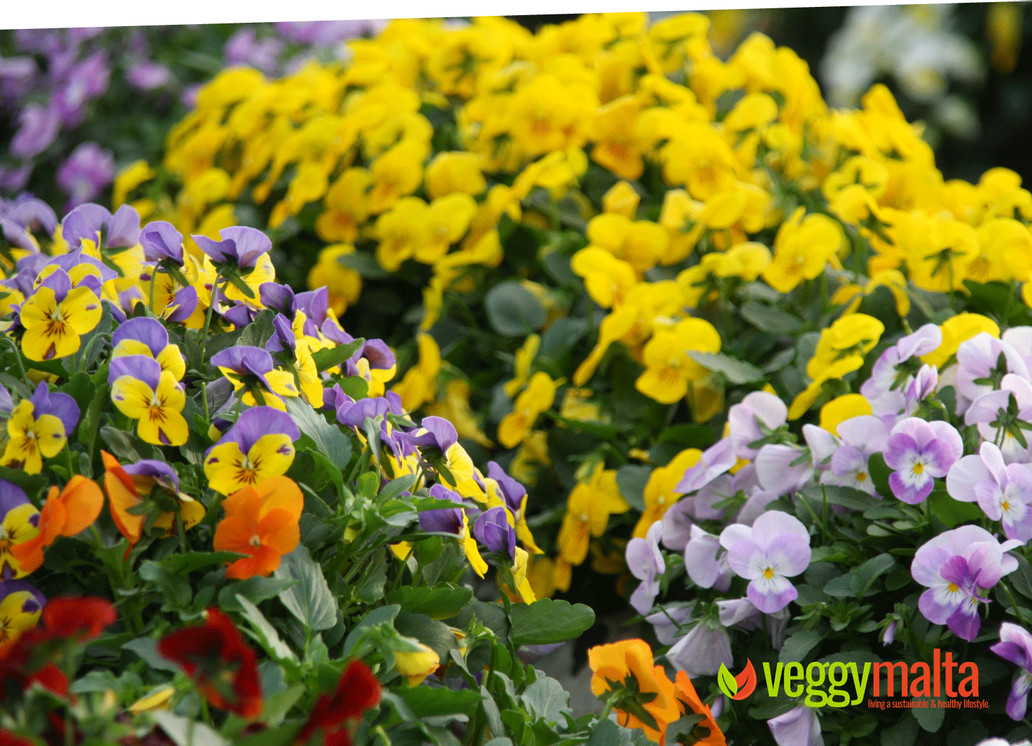 rennys-edible-flowers-hydroponics