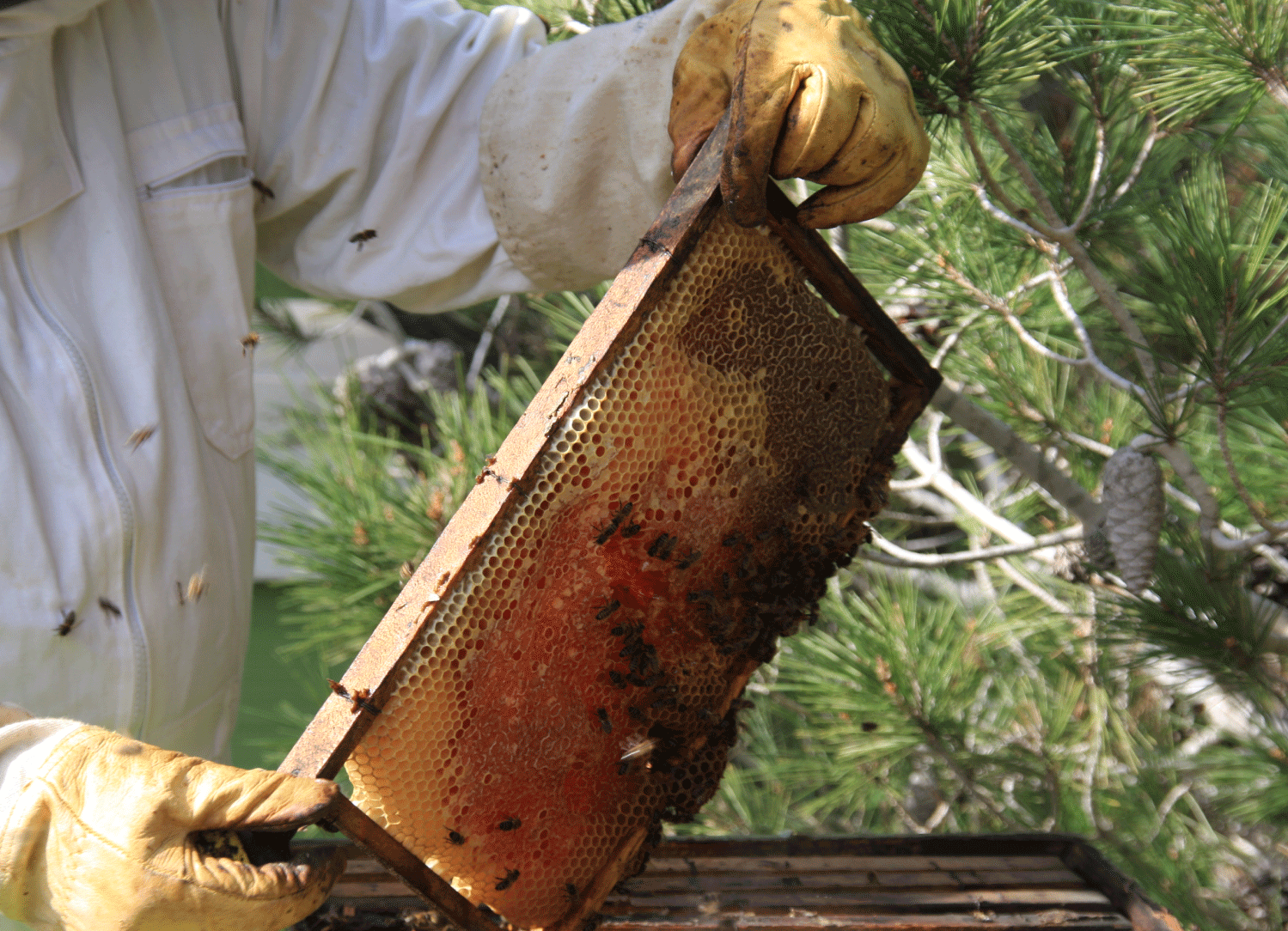 the-honey-pot-main-apiary-malta-bees