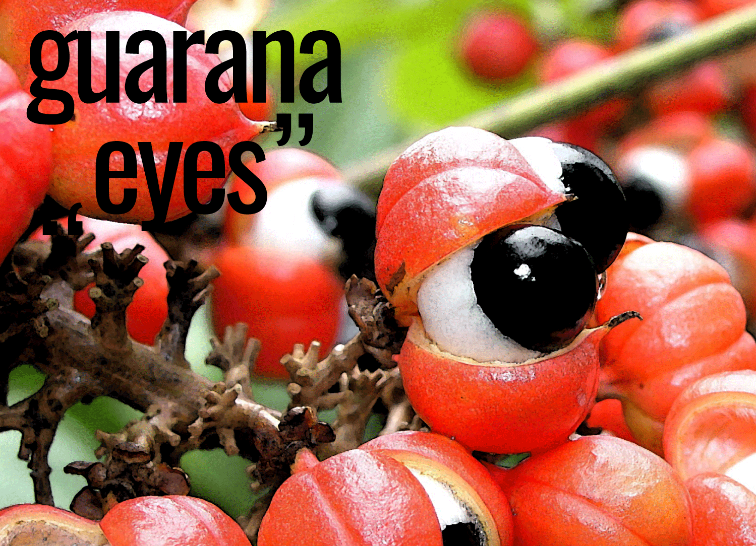 guarana-eyes