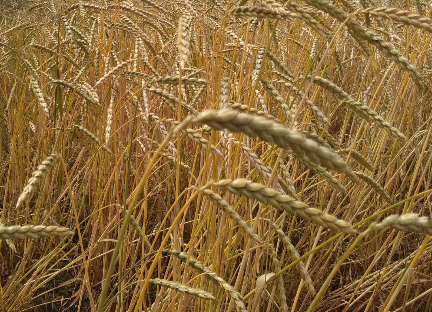 The field of spelt at the bottom of Les's garden