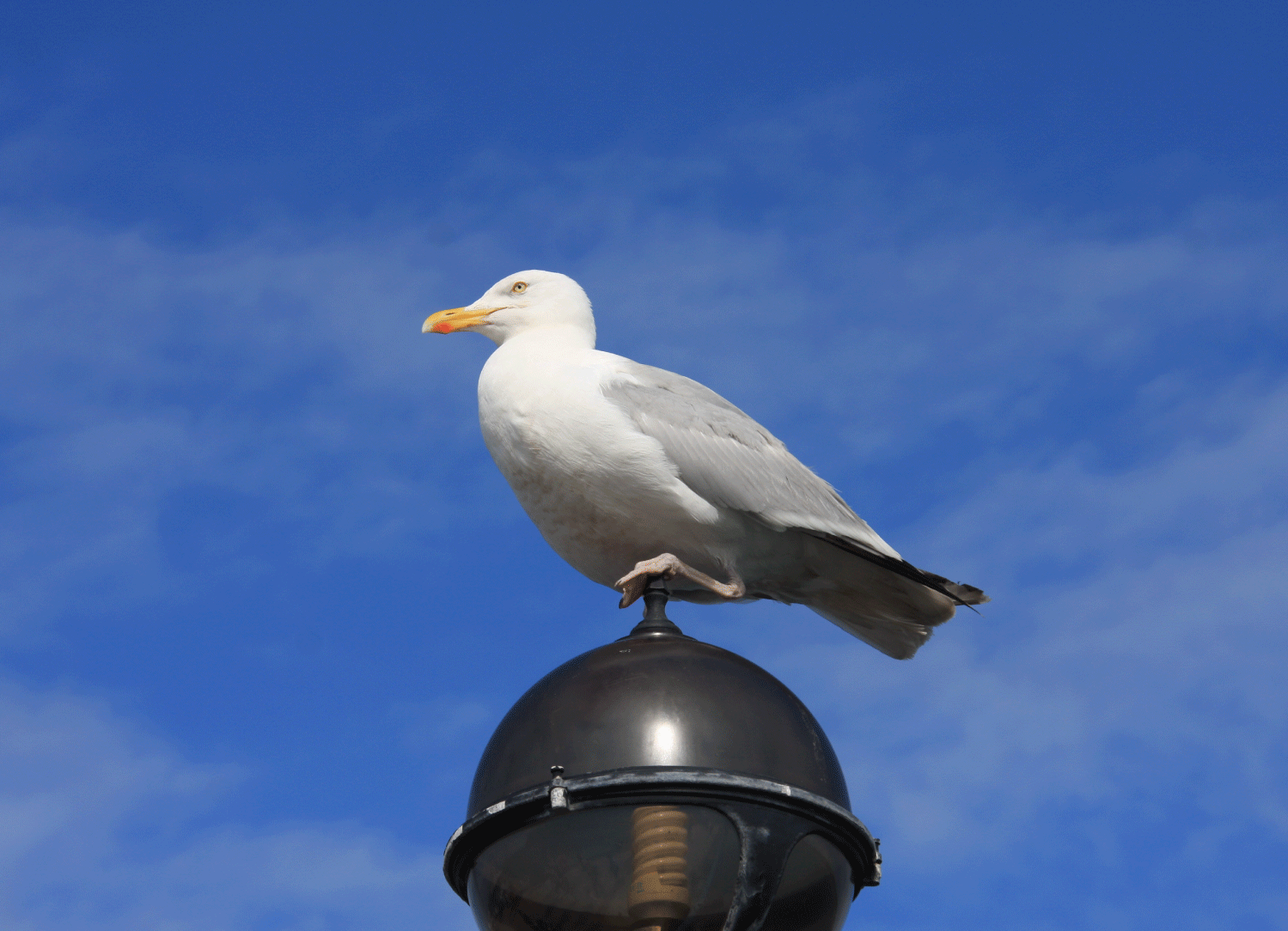 wales-seagull-main