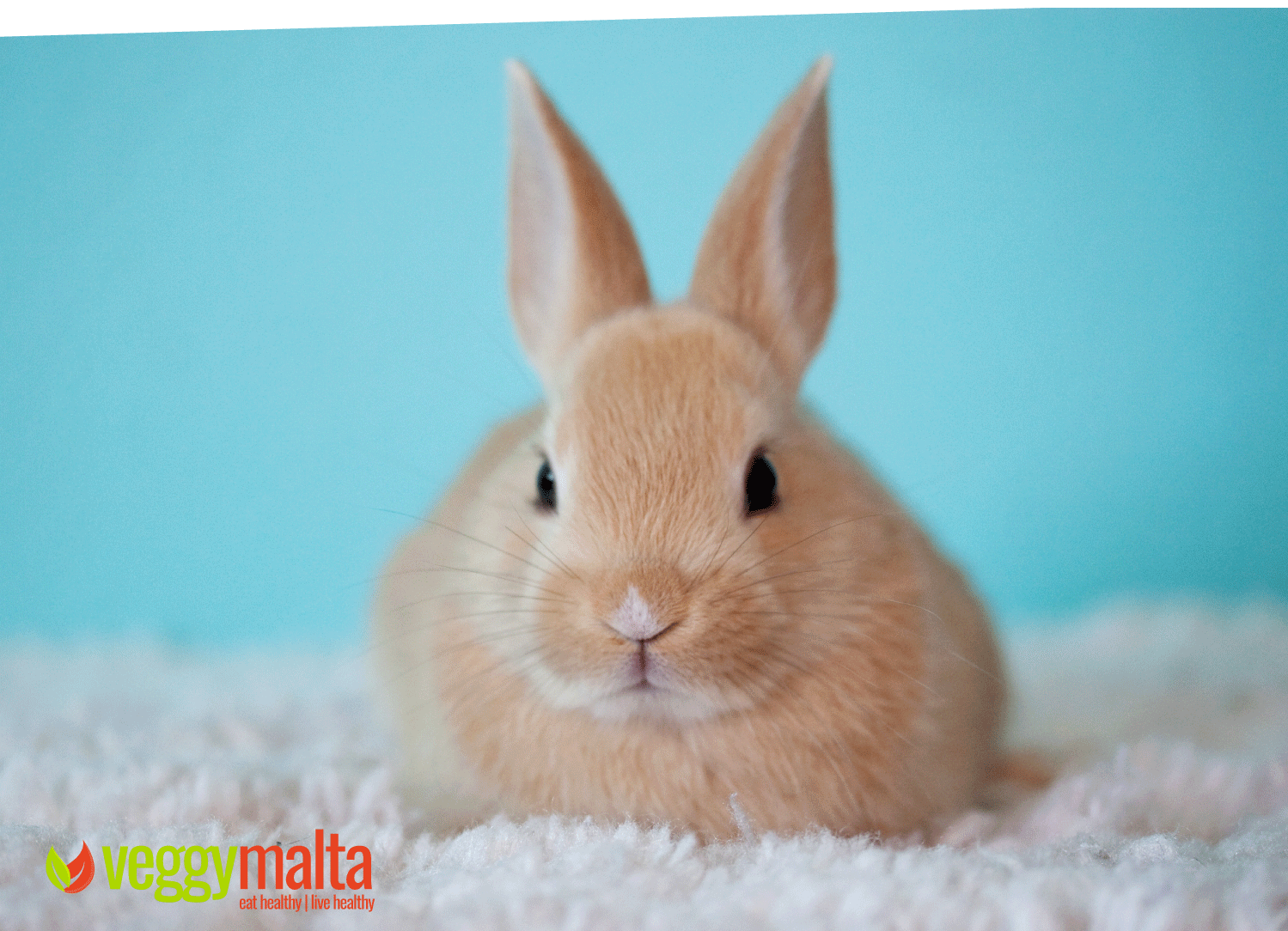 bunny pet mspca