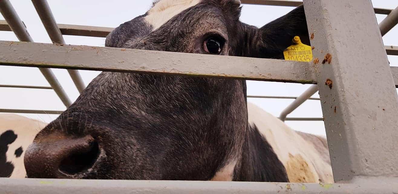 cow at abatoir